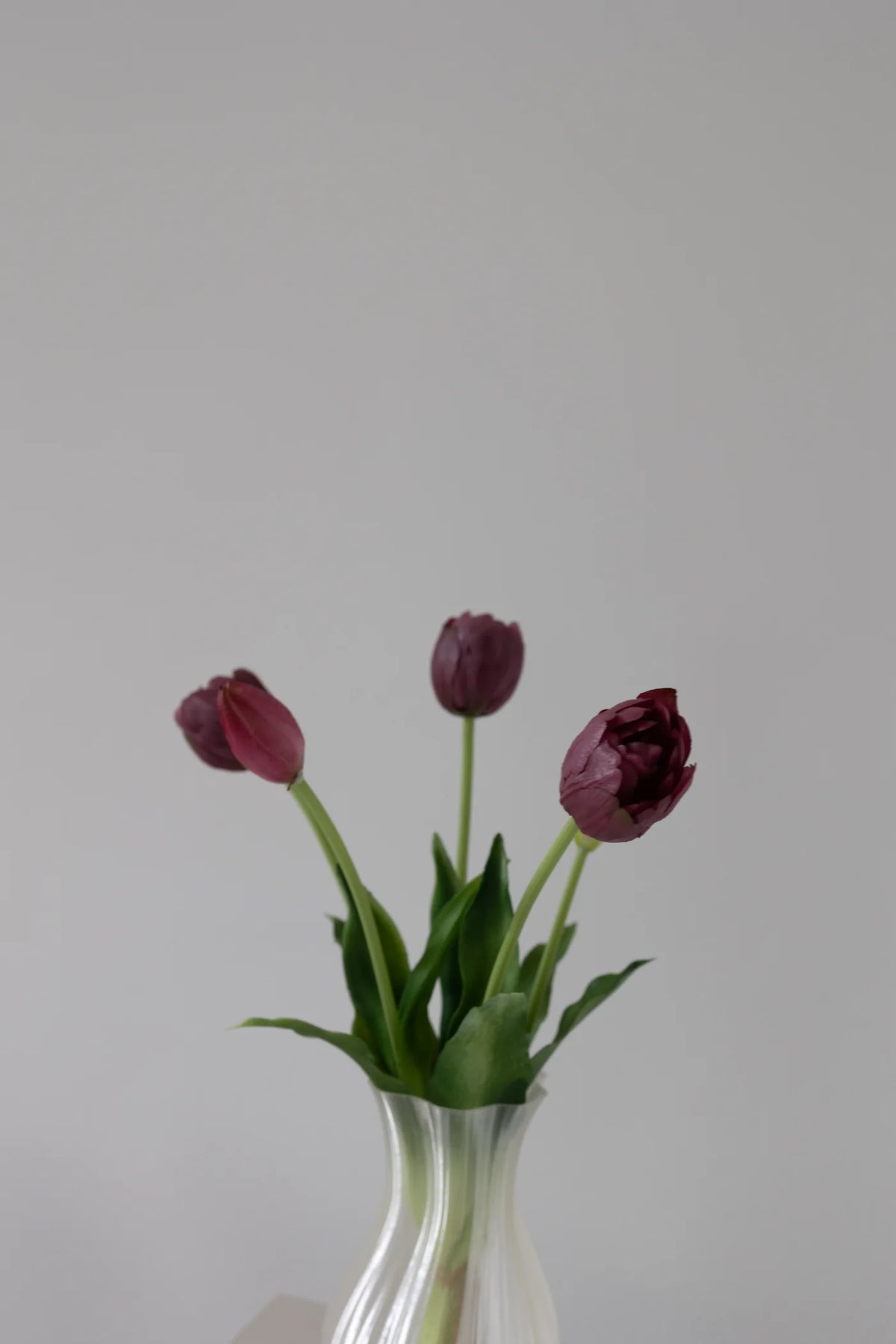 Evigvarende tulipaner 5pk-burgunder