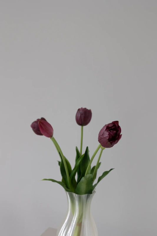 Evigvarende tulipaner 5pk-burgunder