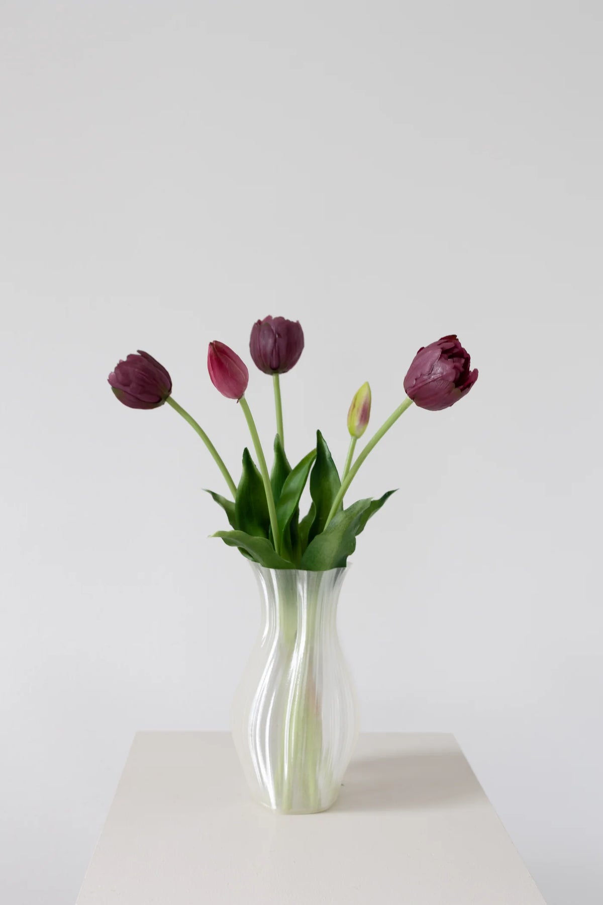 Evigvarende tulipaner 5pk-burgunder